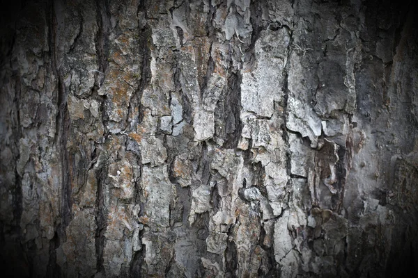 Casca de árvore de maçã — Fotografia de Stock