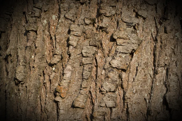 Casca de cerejeira — Fotografia de Stock