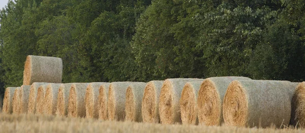 Strobalen — Stockfoto