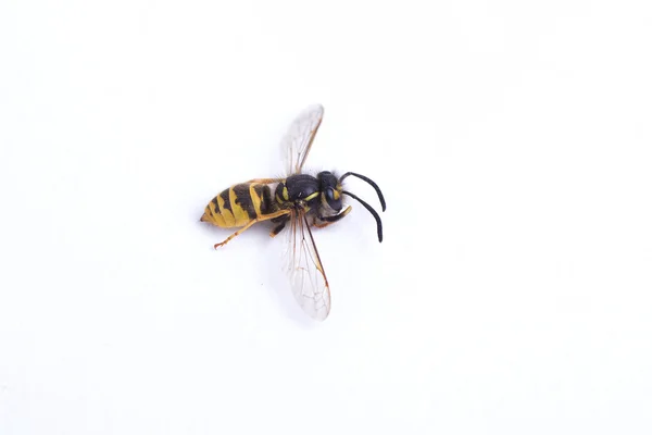 Wasp — Stockfoto