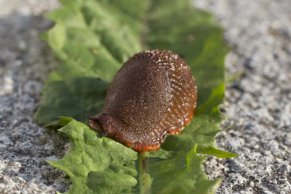 Nacktschnecke — Stockfoto