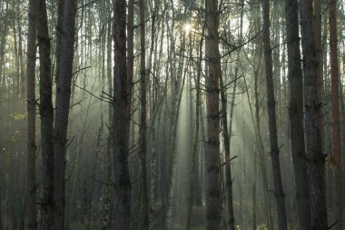 Ormanda gün ışığı