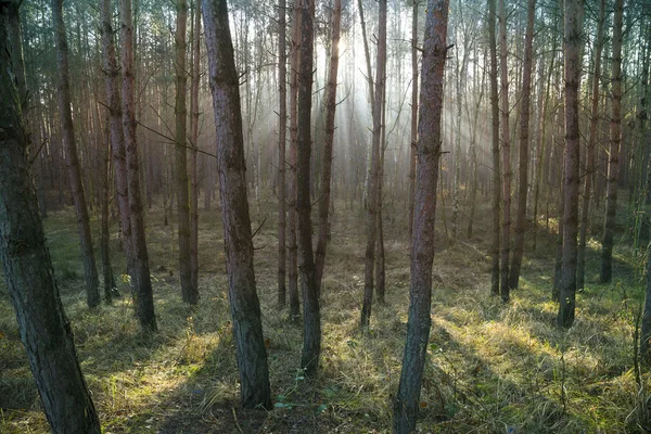 Sunshine in the forest — Stock Photo, Image