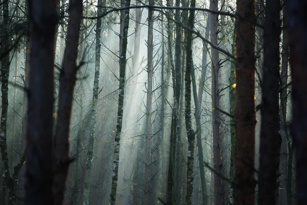 Sol en el bosque — Foto de Stock