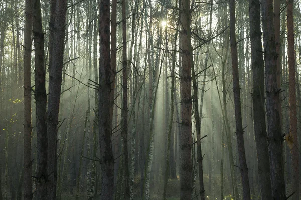 Sol en el bosque — Foto de Stock