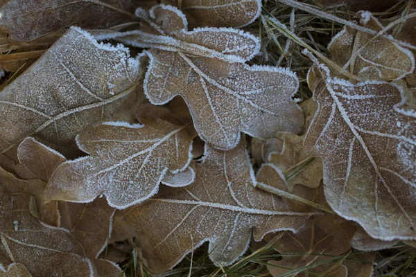 Feuilles de chêne congelées — Photo