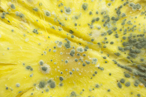 Moldy pineapple fruit — Stock Photo, Image