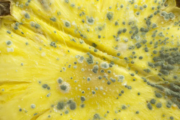 Moldy pineapple fruit — Stock Photo, Image