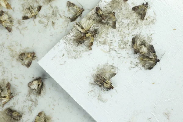 Flour moths -  Ephestia kuehniella — Stock Photo, Image