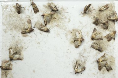 Flour moths -  Ephestia kuehniella clipart