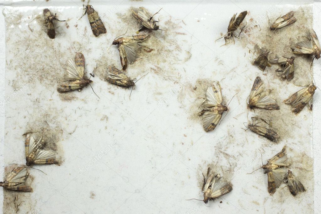 Flour moths -  Ephestia kuehniella