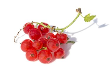 gölge beyaz zemin üzerine kırmızı kuş üzümü