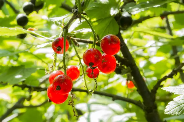 Frenk üzümü ve yaprakları