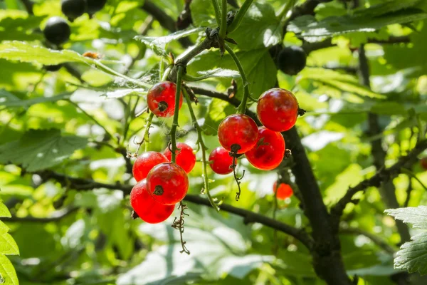 Frenk üzümü ve yaprakları