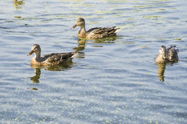 Üç vahşi ördek gölün karşısında yüzüyor
