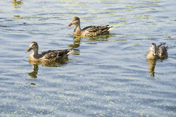 Üç vahşi ördek gölün karşısında yüzüyor