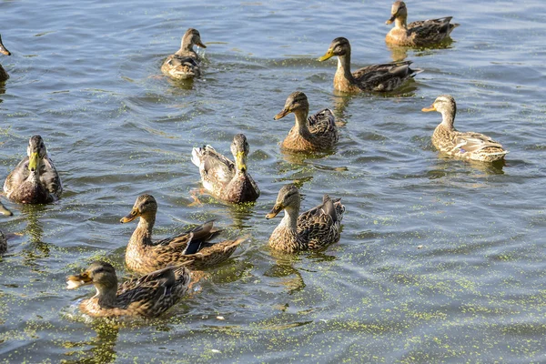Yaban ördekleri göl yüzüyor