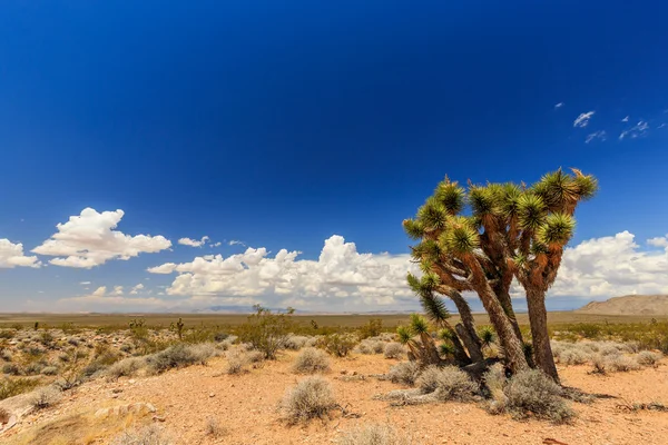 Road 1005, Littlefield, AZ 86432, Estados Unidos — Foto de Stock