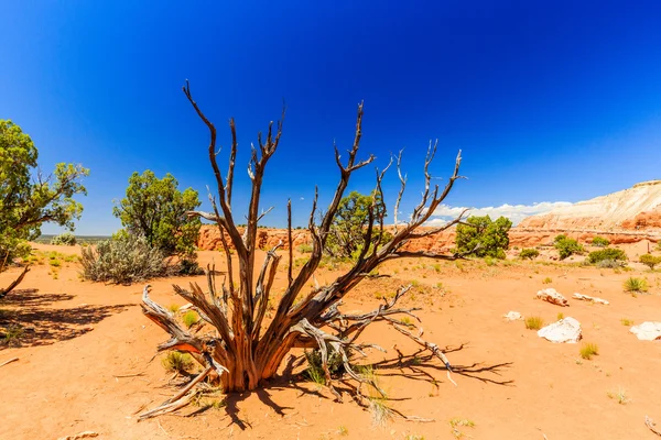 Kodachrome Basin State Park, Angels Palace Trail, Utah, EE.UU. . — Foto de Stock