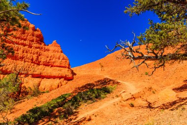Hoodoos Red Canyon Utah, ABD içinde.