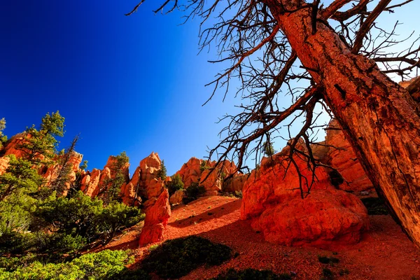 Hoodoos em Red Canyon em Utah, EUA . — Fotografia de Stock