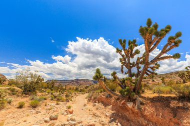 Yol 1005, Littlefield, Az 86432, ABD