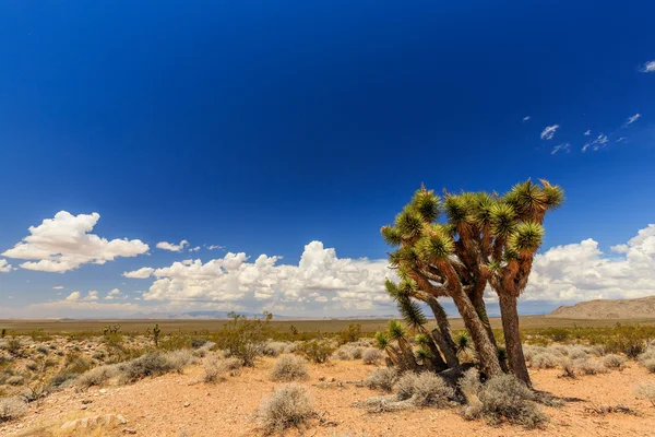 Road 1005, Littlefield, AZ 86432, Estados Unidos — Foto de Stock