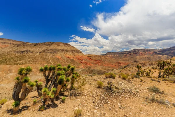 Road 1005, Littlefield, AZ 86432, Estados Unidos — Foto de Stock