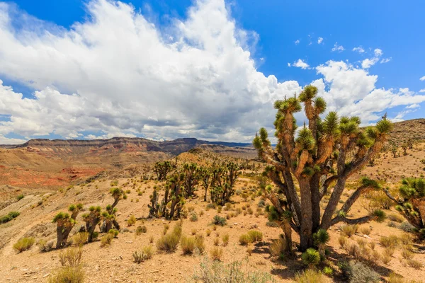 Road 1005, Littlefield, AZ 86432, USA — Stock Photo, Image