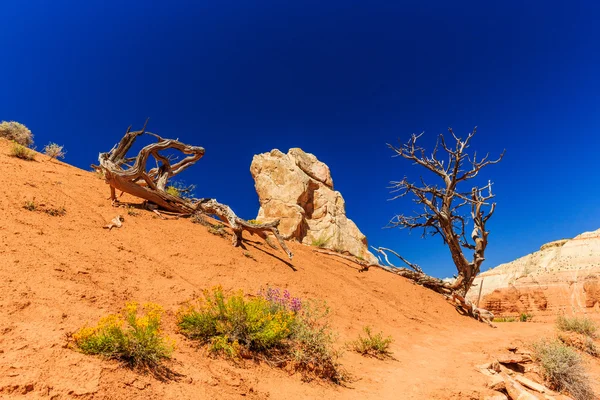 Kodachrome Basin State Park, Angels Palace Trail, Utah, EUA . — Fotografia de Stock