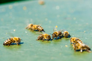 Bal arıları yere yiyecek arama