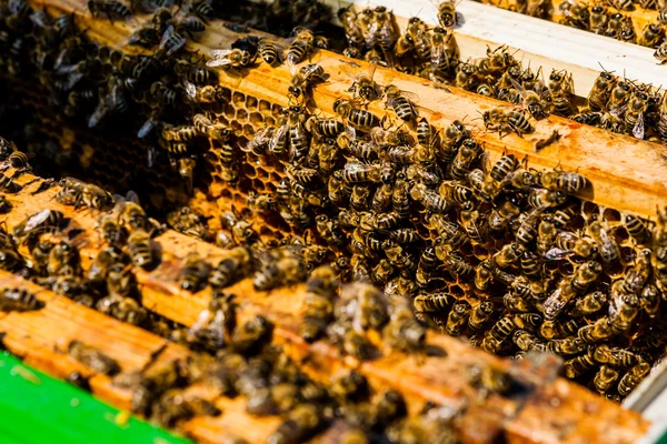 Arı ile kolza tohumu sahada arı kovanı swarm