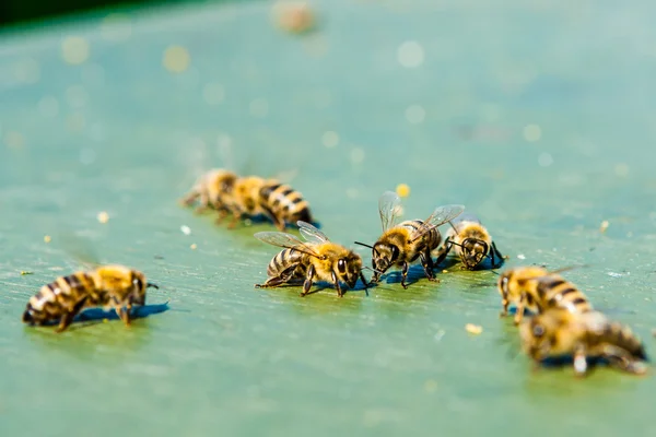 Honey bees foraging on the ground
