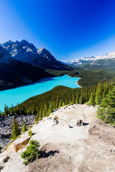 Peyto Lake, Parque Nacional Banff, Montanhas Rochosas, Alberta, Canad — Fotografia de Stock