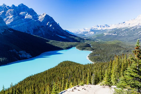 Peyto Lake, Parque Nacional Banff, Montanhas Rochosas, Alberta, Canad — Fotografia de Stock