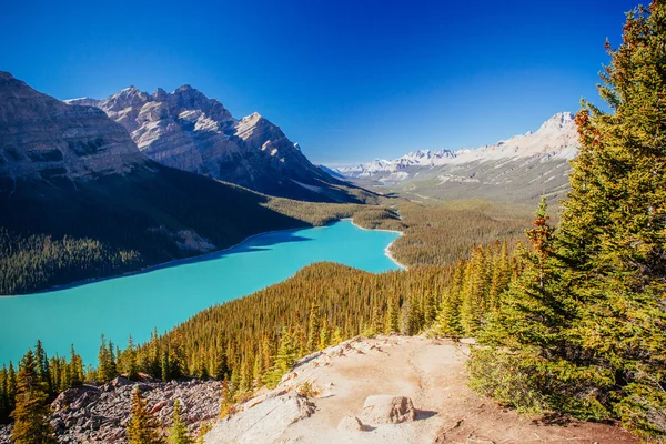 Peyto Lake, Banff nemzeti parkban, Sziklás-hegység, Alberta, Kanada — Stock Fotó