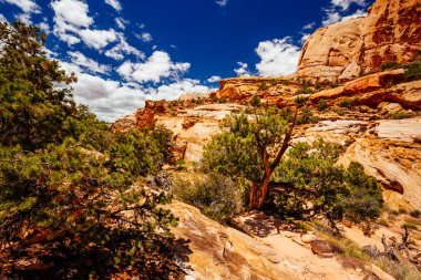 Hickman köprü iz, sermaye resif Milli Parkı, Utah, Amerika