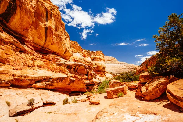 The Hickman Bridge Trail, Capital Reef National Park, Utah, EE.UU. — Foto de Stock