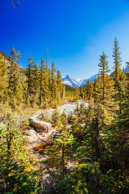 Takakkaw Şelaleleri, Yoho Ulusal Parkı, Alberta, Kanada