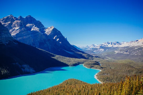 Lac Peyto, parc national Banff, montagnes Rocheuses, Alberta, Canada — Photo