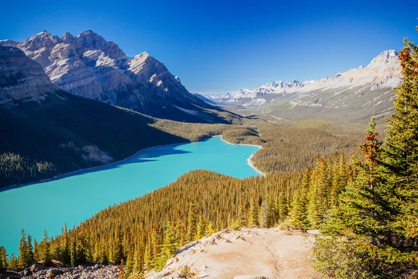 Peyto Lake, Banff National Park, góry skaliste, Alberta, Canad — Zdjęcie stockowe