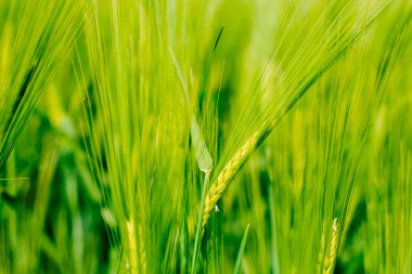 Çavdar tarlasında çivi