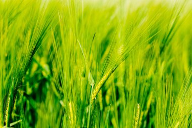 Çavdar tarlasında çivi