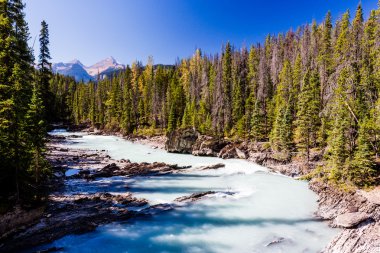 Tekme at nehir, Yoho Milli Park, Alberta, Kanada