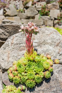 Flowering houseleek with buds (Sempervivum minutum)