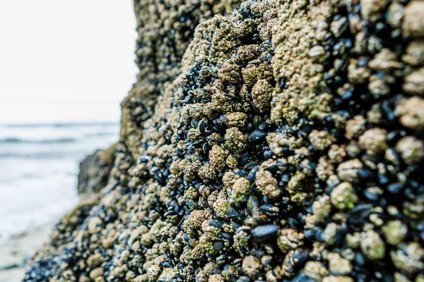 Blauwe mosselen in Annestown beach — Stockfoto