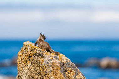 Kaliforniya yer sincabı (otospermophilus beecheyi)