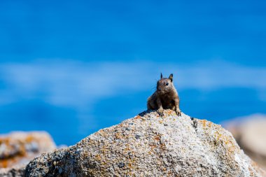 Kaliforniya yer sincabı (otospermophilus beecheyi)
