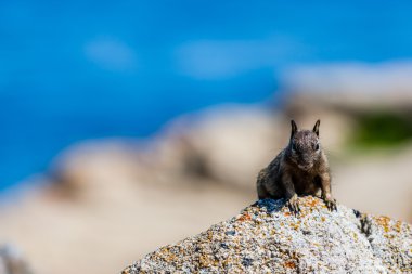 Kaliforniya yer sincabı (otospermophilus beecheyi)