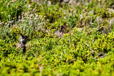 Kaliforniya yer sincabı (otospermophilus beecheyi)